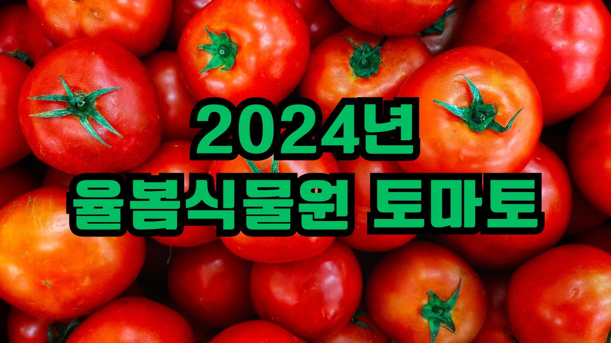 2024년 율봄식물원 토마토
