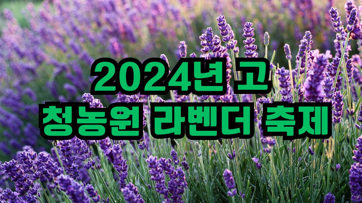 2024년 고창 청농원 라벤더 축제